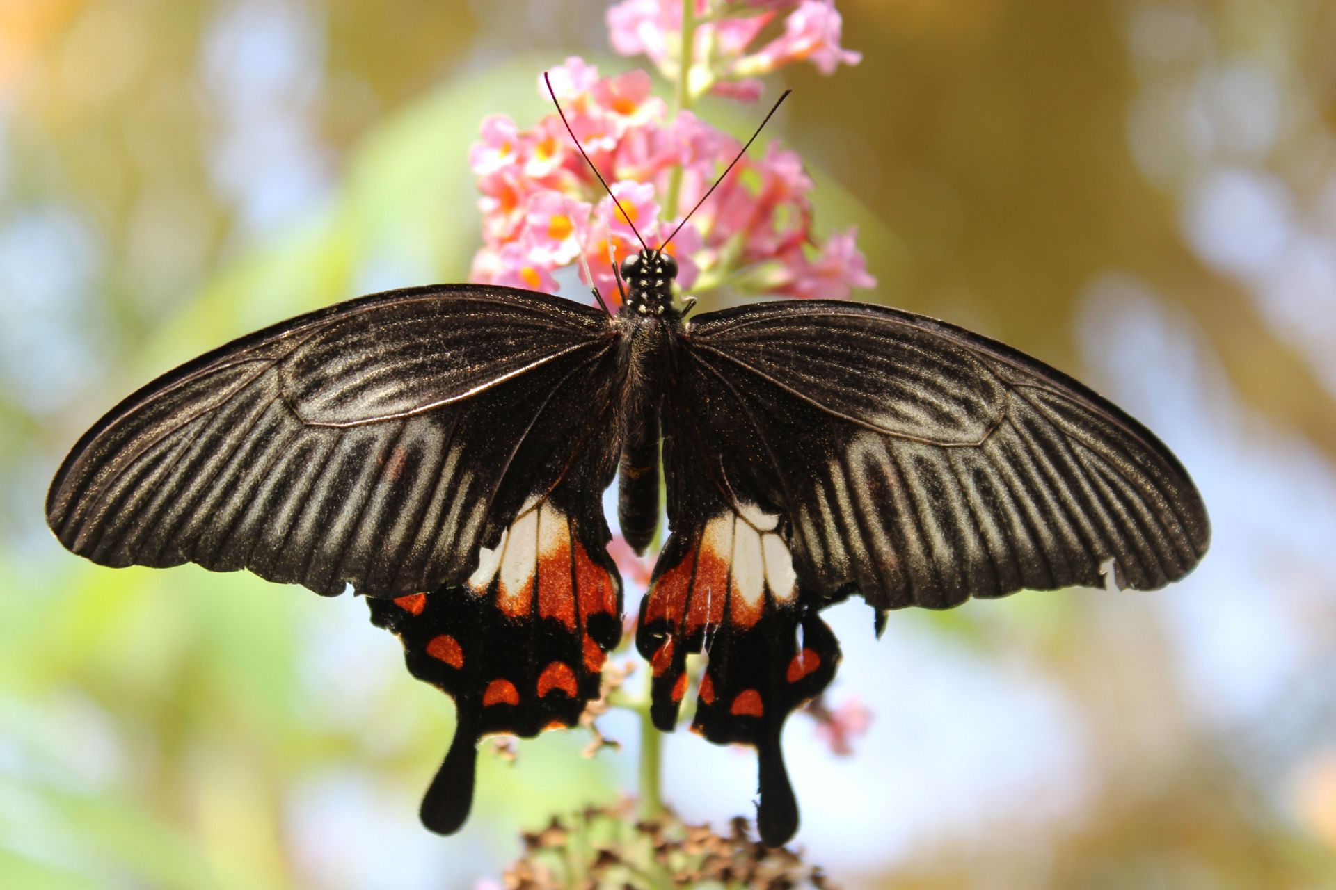 Schmetterling