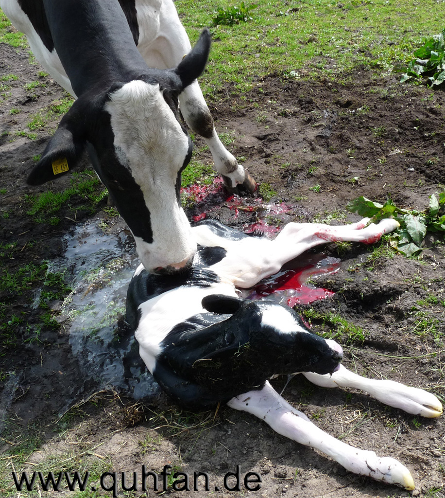 Kuh Berta leckt ihr frisch geborenes Kalb sauber